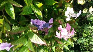 cohérence cardiaque