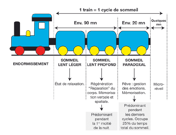 Schéma d’un cycle du sommeil 